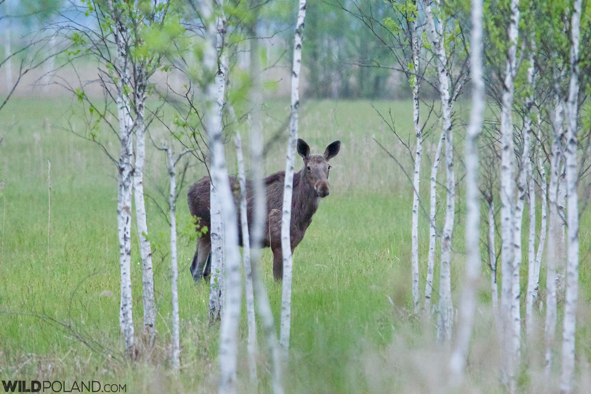 Elk (Moose) in the Biebrza Marshes