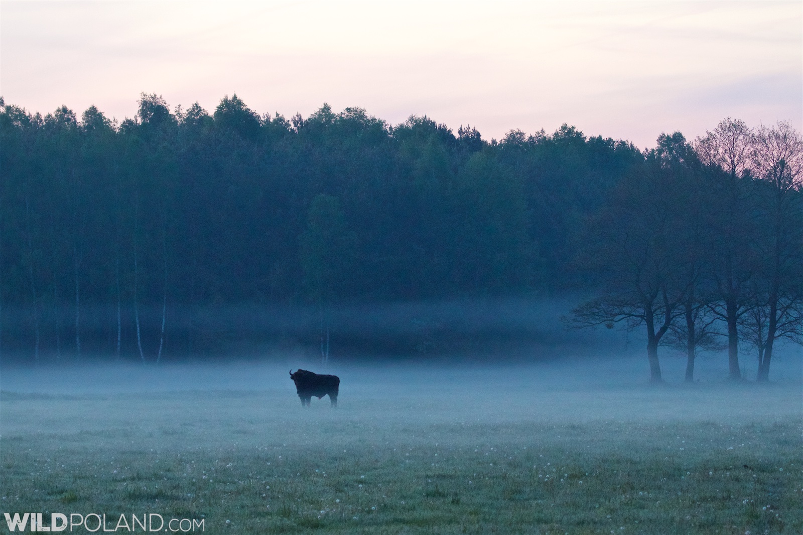 Bison at dawn in the Białowieża Forest