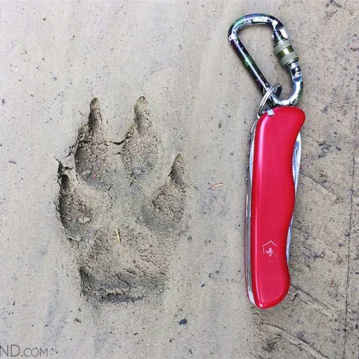 Wolf Footprint In The Bieszczady Mountains.