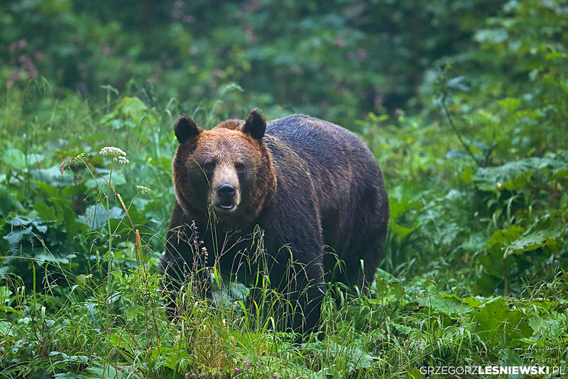 Autumn Wildlife Festival | Wild Poland