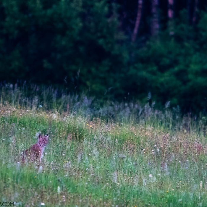 Lynx In The Eastern Carpathians By Zenon Wojtas