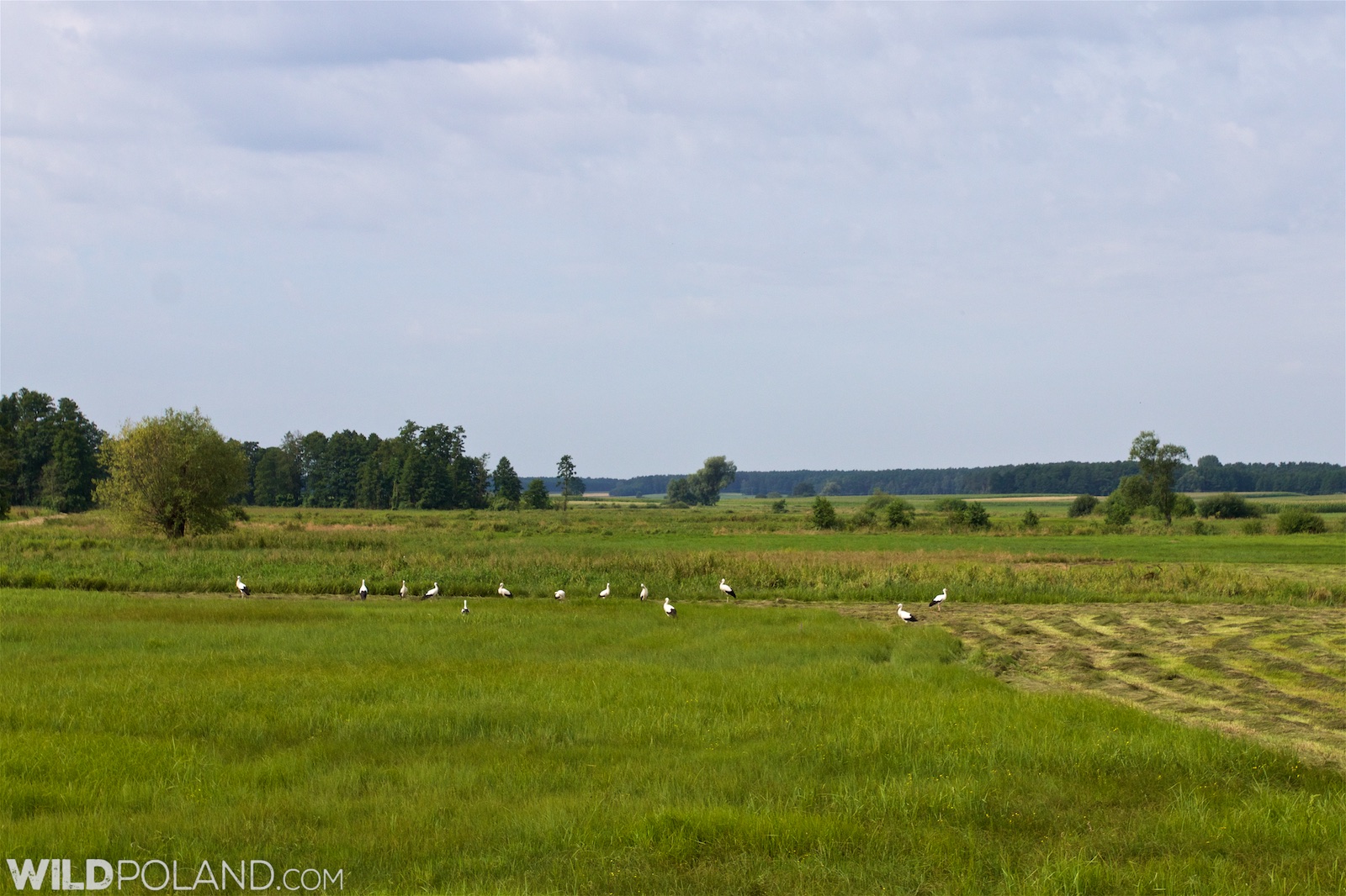 White Storks in the Biebrza Marshes