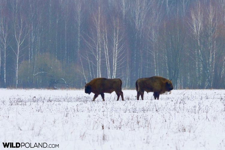 European Bison At Winter, Białowieża Forest, Photo By Andrzej Petryna