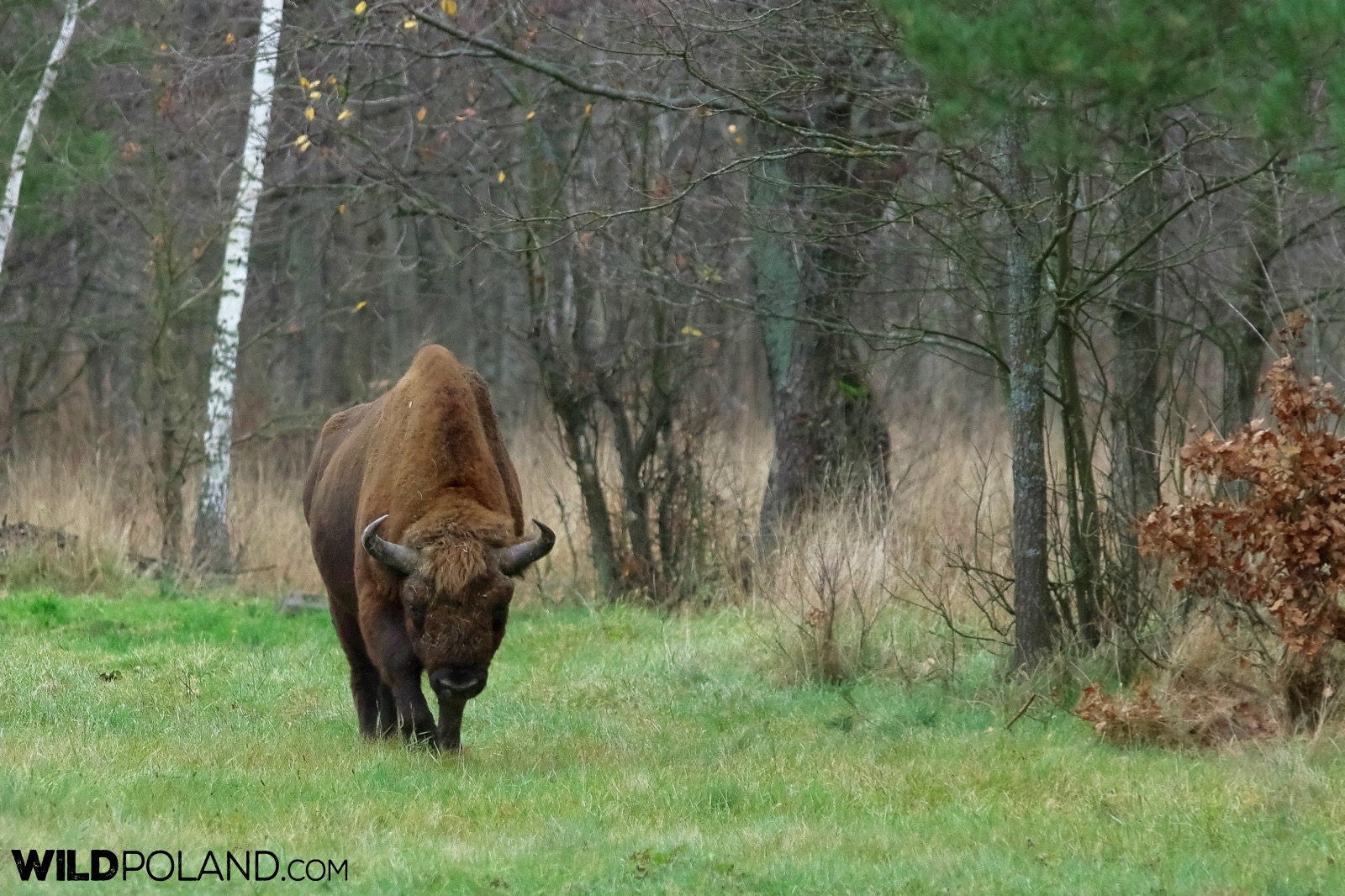 European Bison in the Białowieża Forest, photo by Andrzej Petryna