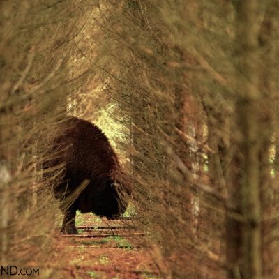 Lone Bison, Białowieża Forest, Photo By Andrzej Petryna