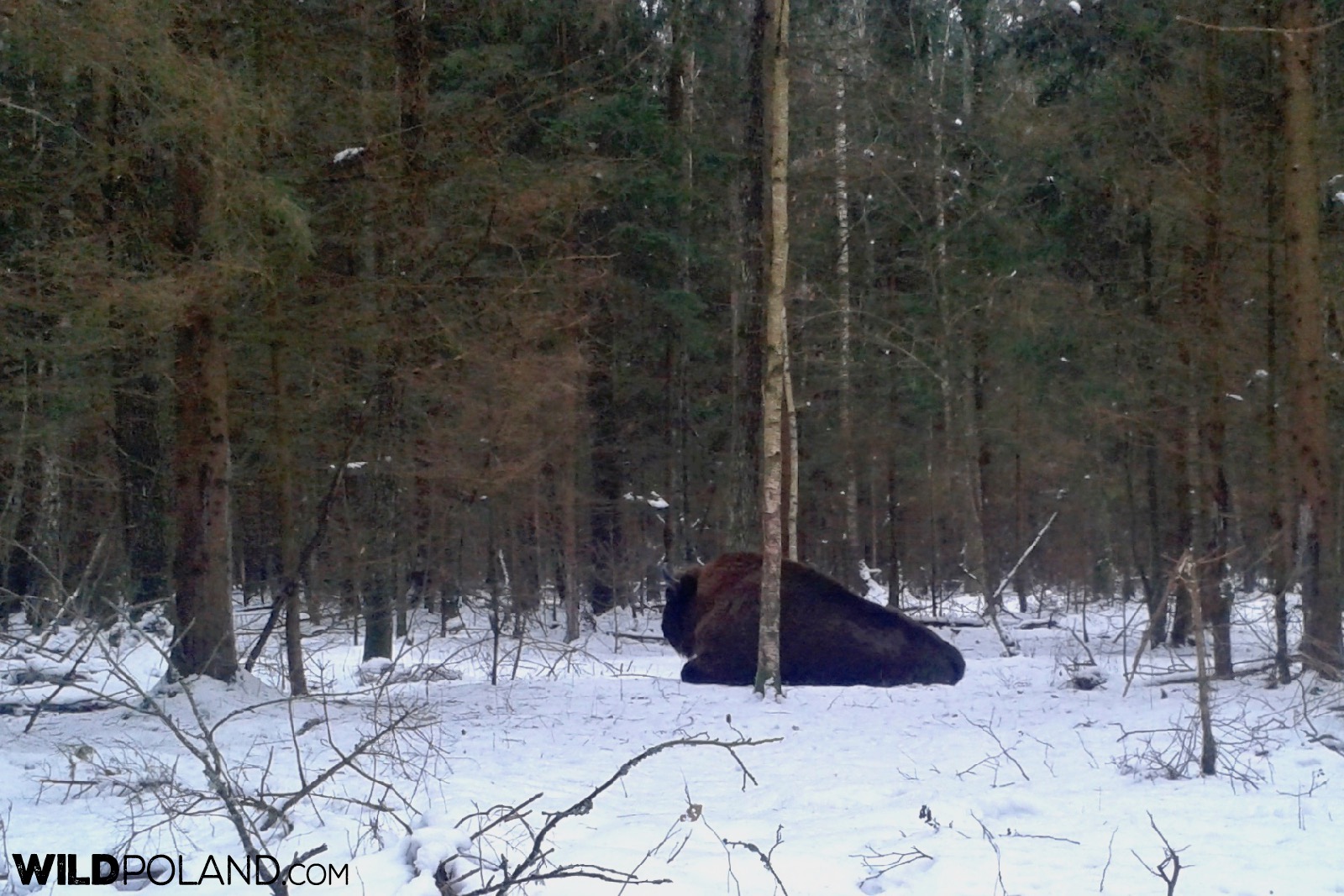 European Bison in the Białowieża Forest, photo by Piotr Dębowski