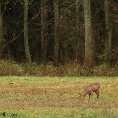 Roe Deer Feeding At The Outskirts Of Białowieża Forest, Photo By Andrzej Petryna