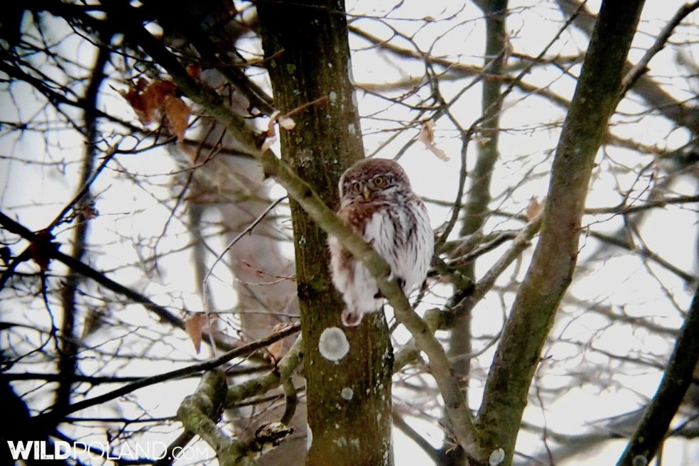 Pygmy Owl In The Białowieża Forest, Photo By Piotr Dębowski