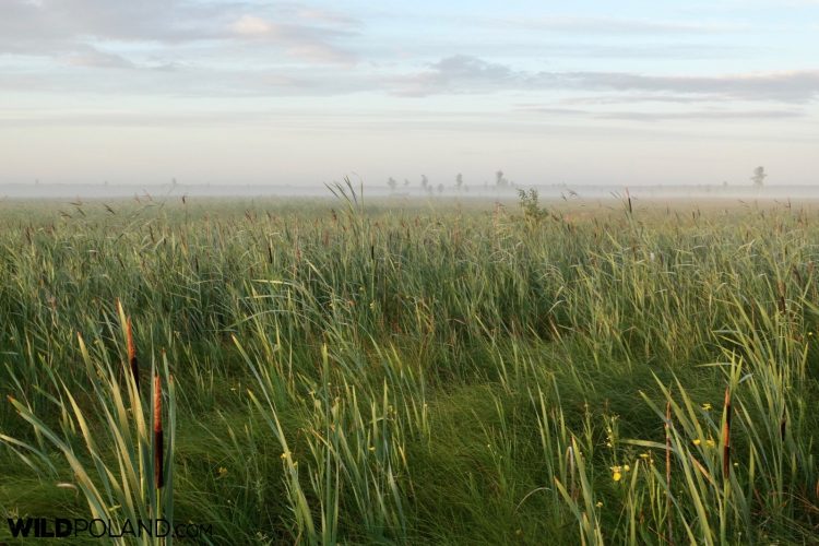 Silence Over The Biebrza Marshes, Photo By Piotr Dębowski