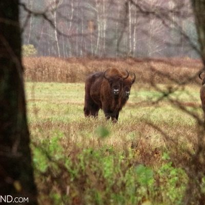 European Bison Herd At The Outskirts Of Białowieża Forest, Photo By Andrzej Petryna