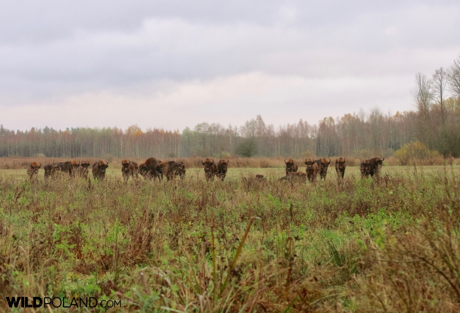 Herd of european bison watching our group, photo by Andrzej Petryna