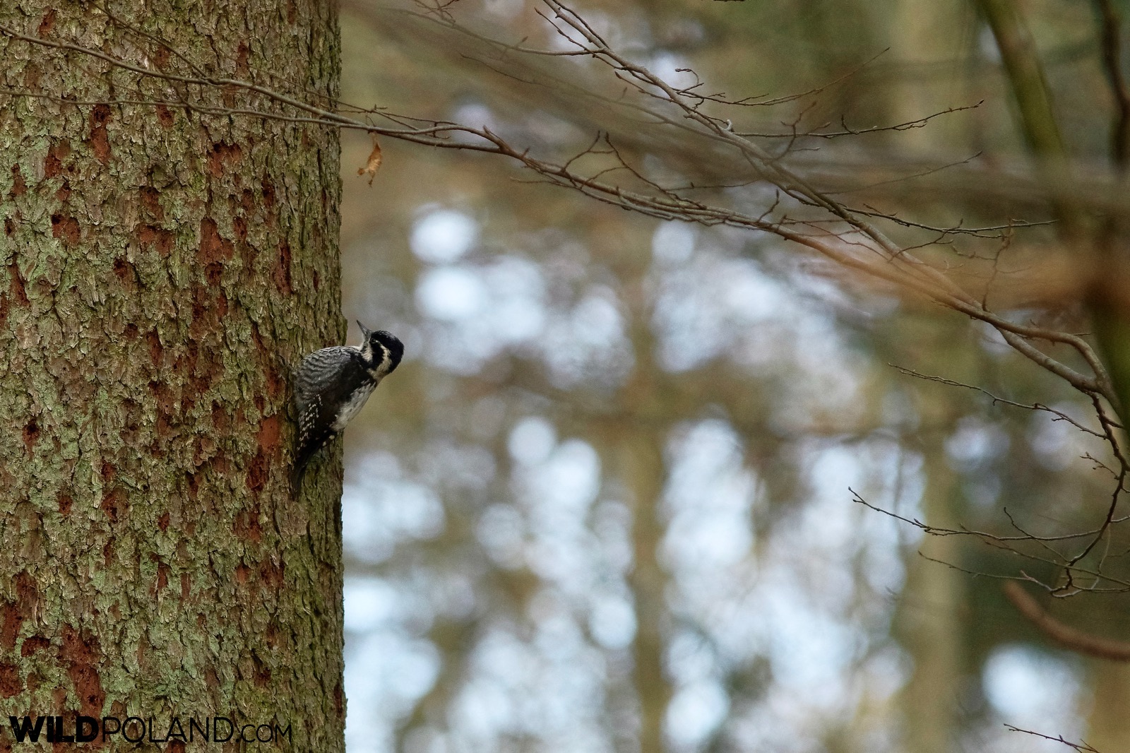 Three-toed woodpecker in the Białowieża Forest, photo by Andrzej Petryna