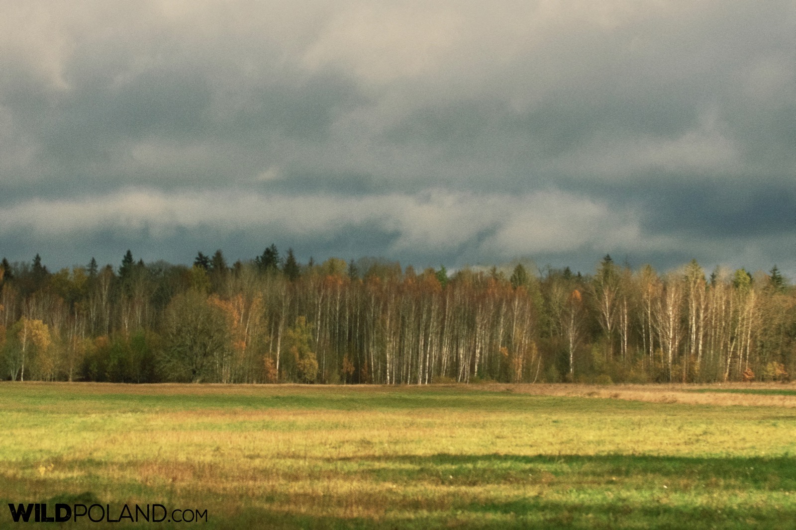 Autumn aspect of Białowieża Forest, photo by Andrzej Petryna