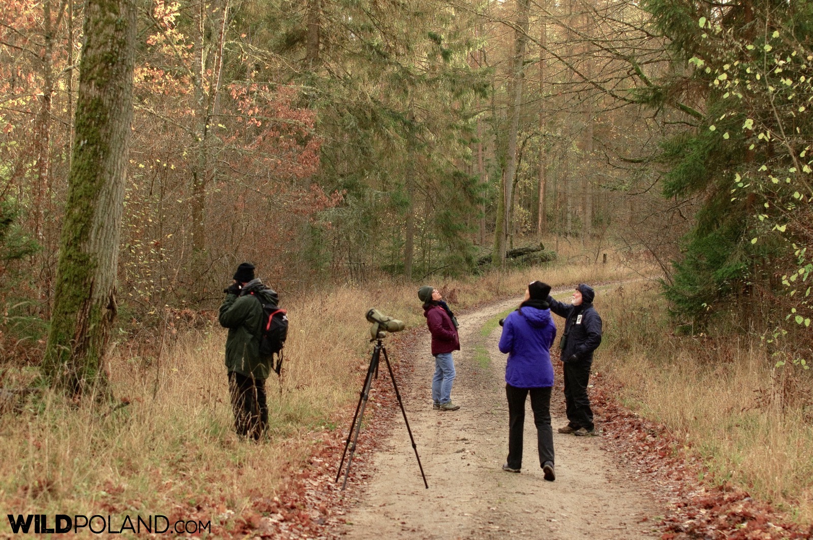 Birdwatching with Wild Poland in the Białowieża Forest, photo by Andrzej Petryna