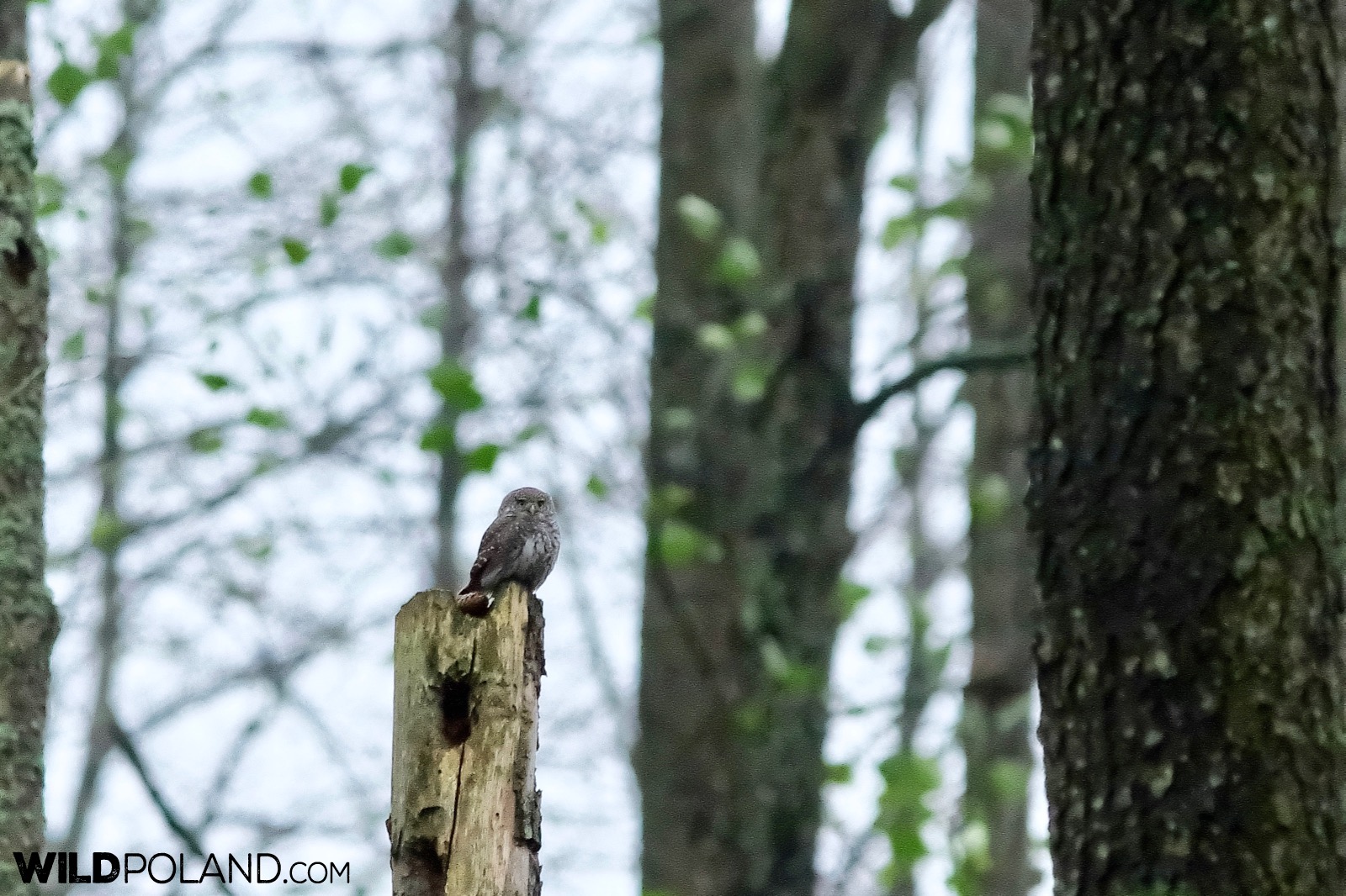 Pygmy owl in Białowieża Forest, photo by Andrzej Petryna