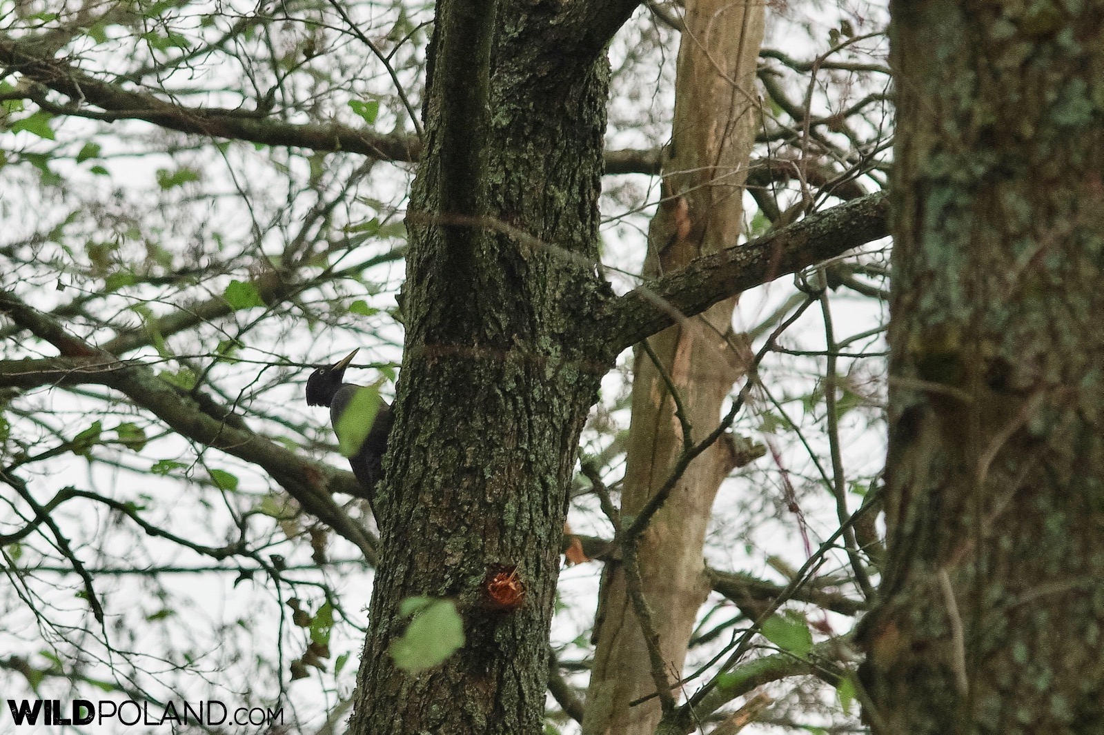 Autumn sighting of a Black Woodpecker in Białowieża Forest, photo by Andrzej Petryna