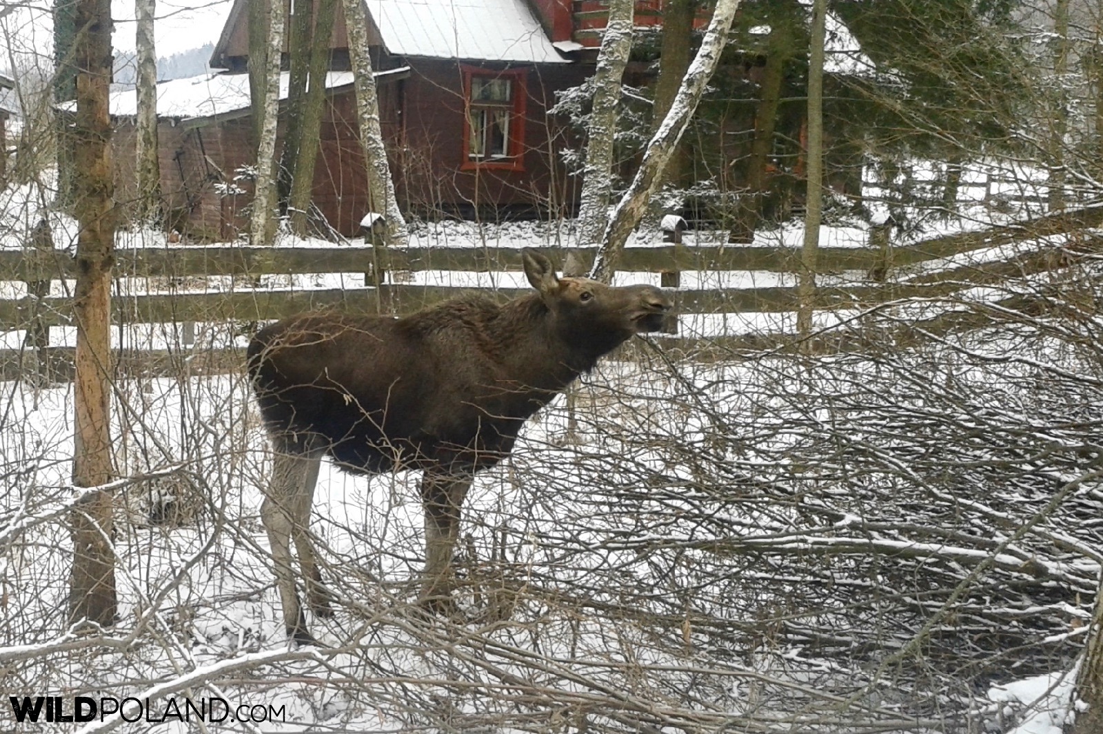 Elk (Moose) searching for food, Biebrza Marshes, photo by Piotr Dębowski