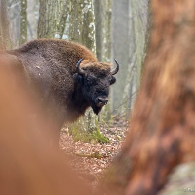 European Bison In The Białowieża Forest, Photo By Frederic Demeuse