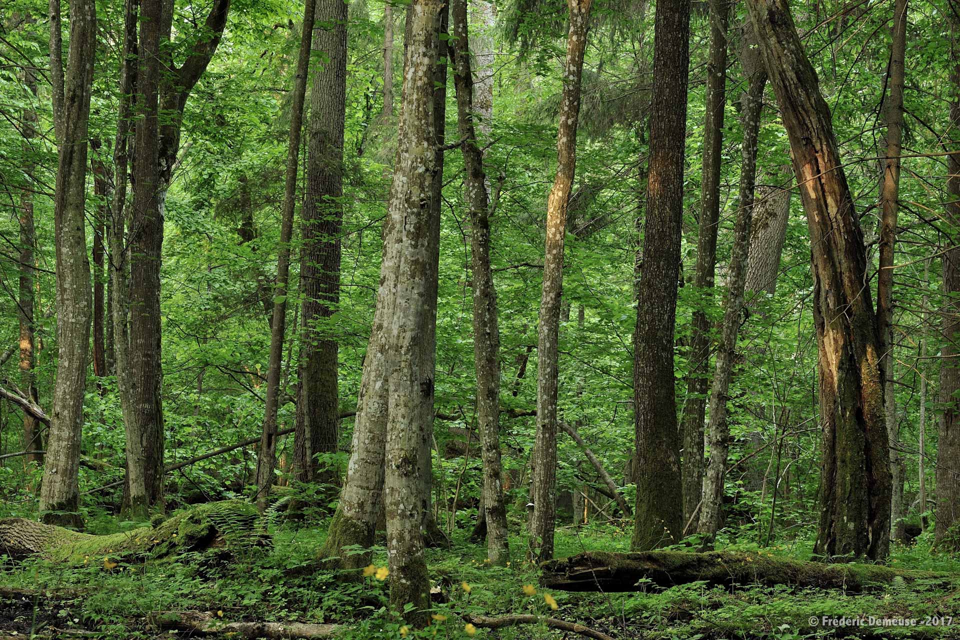 Photos of the Białowieża Forest by Frédéric Demeuse – Wild Poland