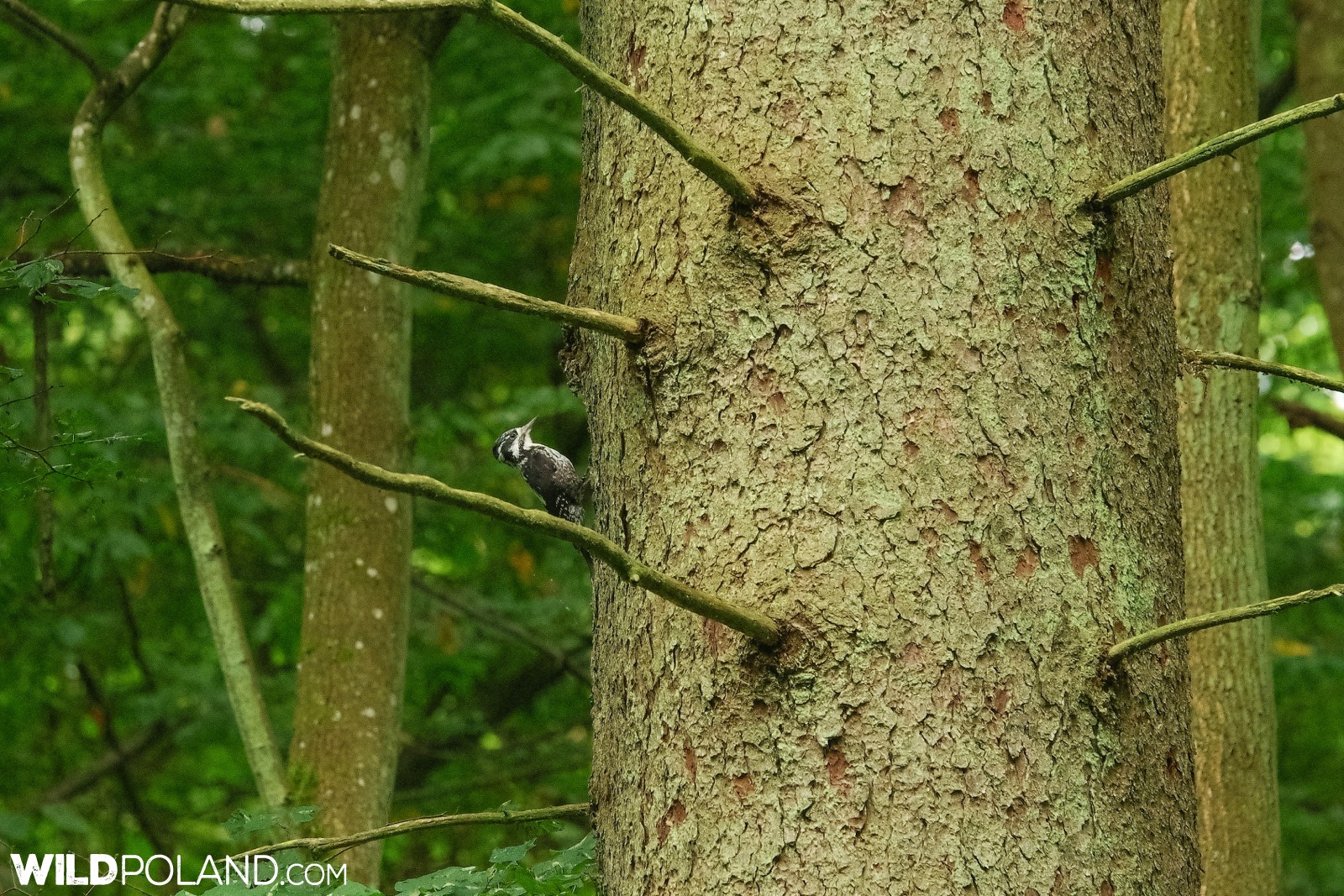 Three-toed woodpecker in the Białowieża Forest, photo by Andrzej Petryna