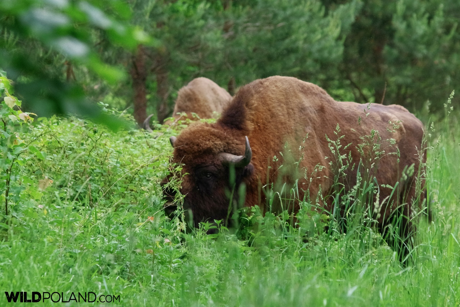 European bison bulls at the outskirts of Białowieża Forest, photo by Andrzej Petryna