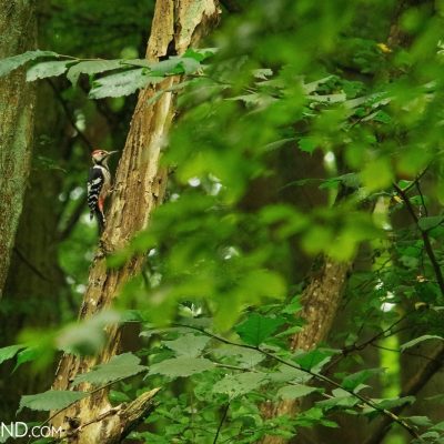 White-backed Woodpecker In The Białowieża Forest, Photo By Andrzej Petryna