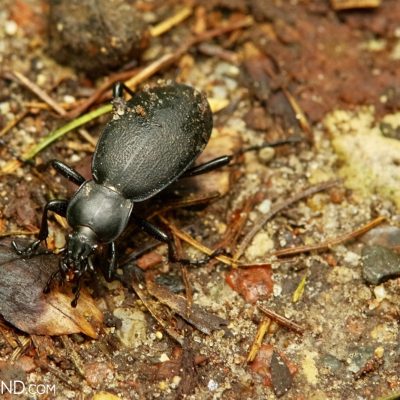 Leatherback Groud Beetle In The Białowieża Forest, Photo By Andrzej Petryna