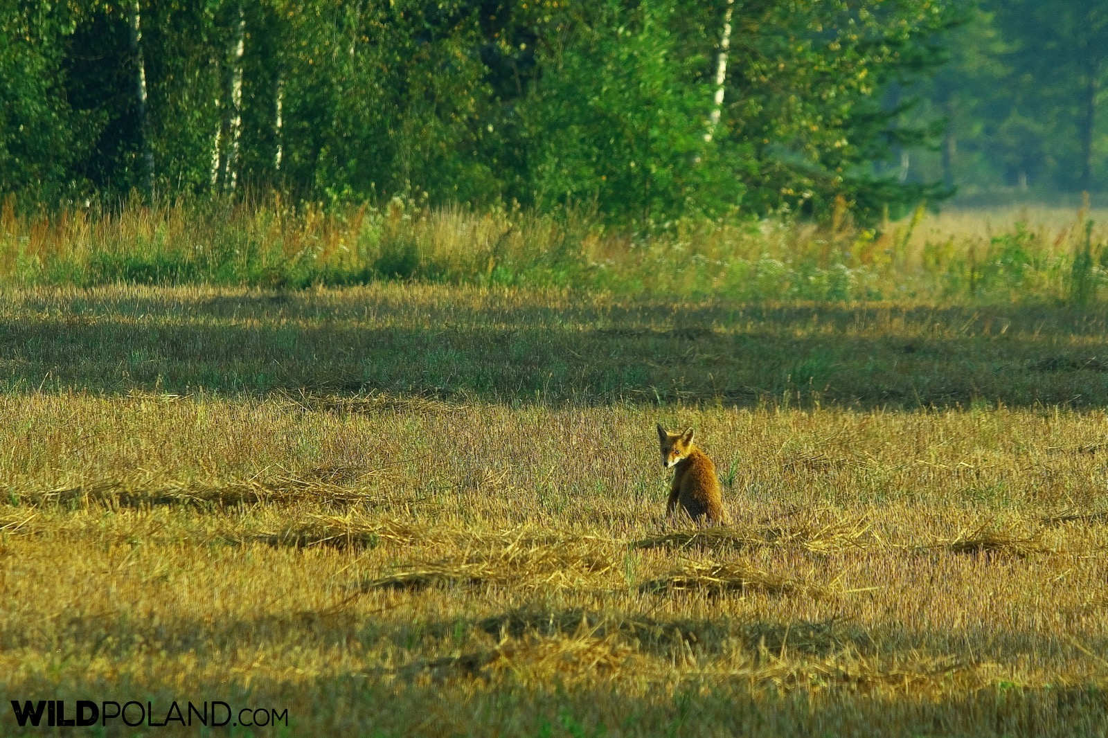 Red fox in the Białowieża Forest, photo by Andrzej Petryna