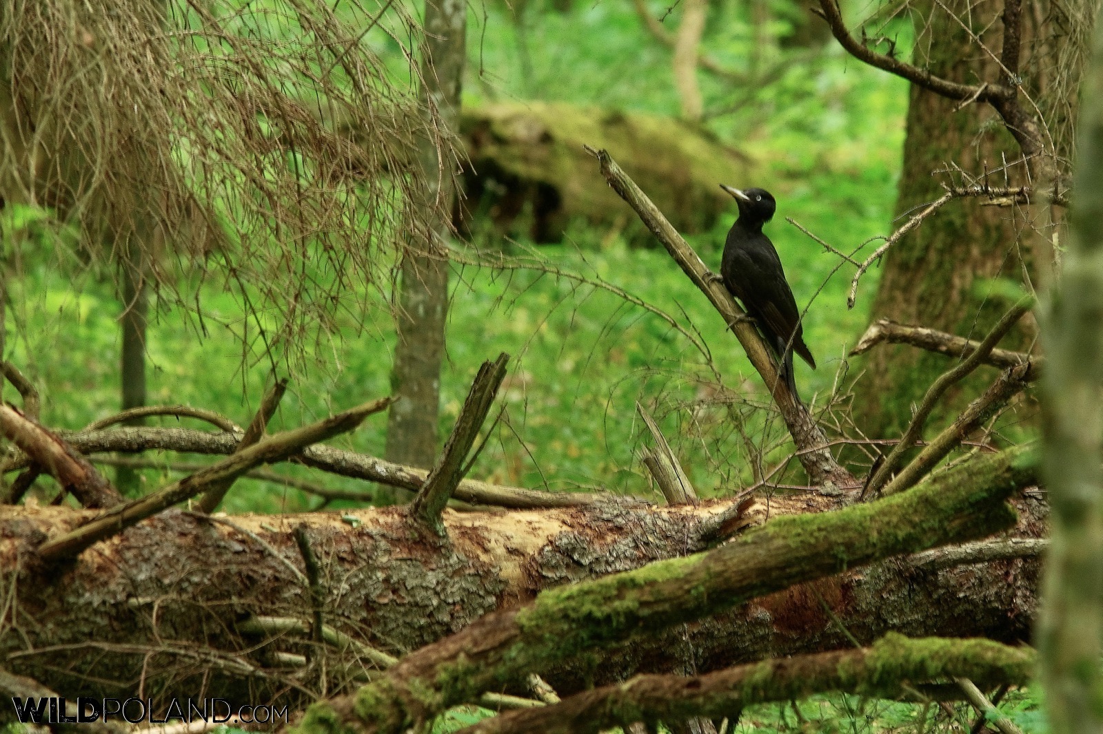 Black woodpecker in the Strict Protection Area of the Białowieża National Park, photo by Andrzej Petryna