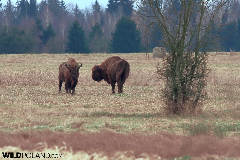 Bison Bulls At The Meadow In Białowieża Forest, Photo By Andrzej Petryna