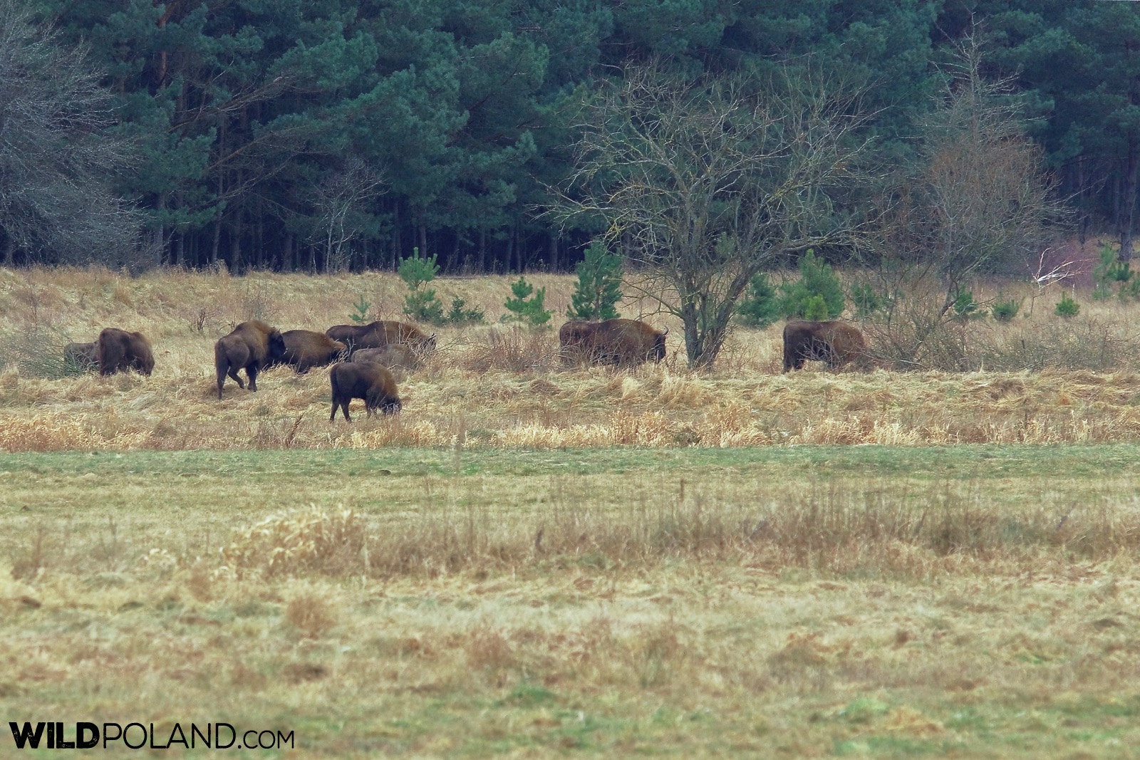 Herd of Bison feeding at the outskirts of Białowieża Forest, photo by Andrzej Petryna