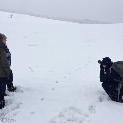 Tracking Wolf In The Fresh Snow