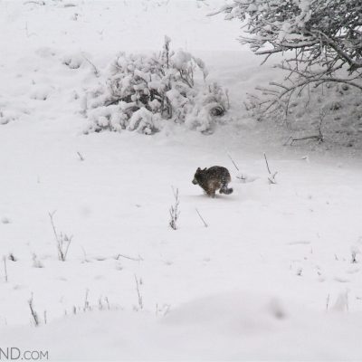 Wolf Seen On Our Tour In The Eastern Carpathians. Photo By Murray Forbes