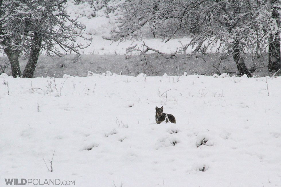 Wolf Seen On Our Tour In The Eastern Carpathians. Photo By Murray Forbes