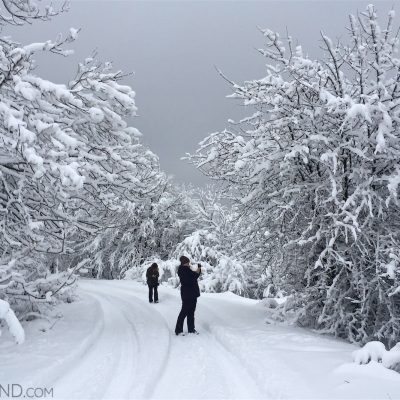 Tracking Wolves In A Fantastic Winter Scenery