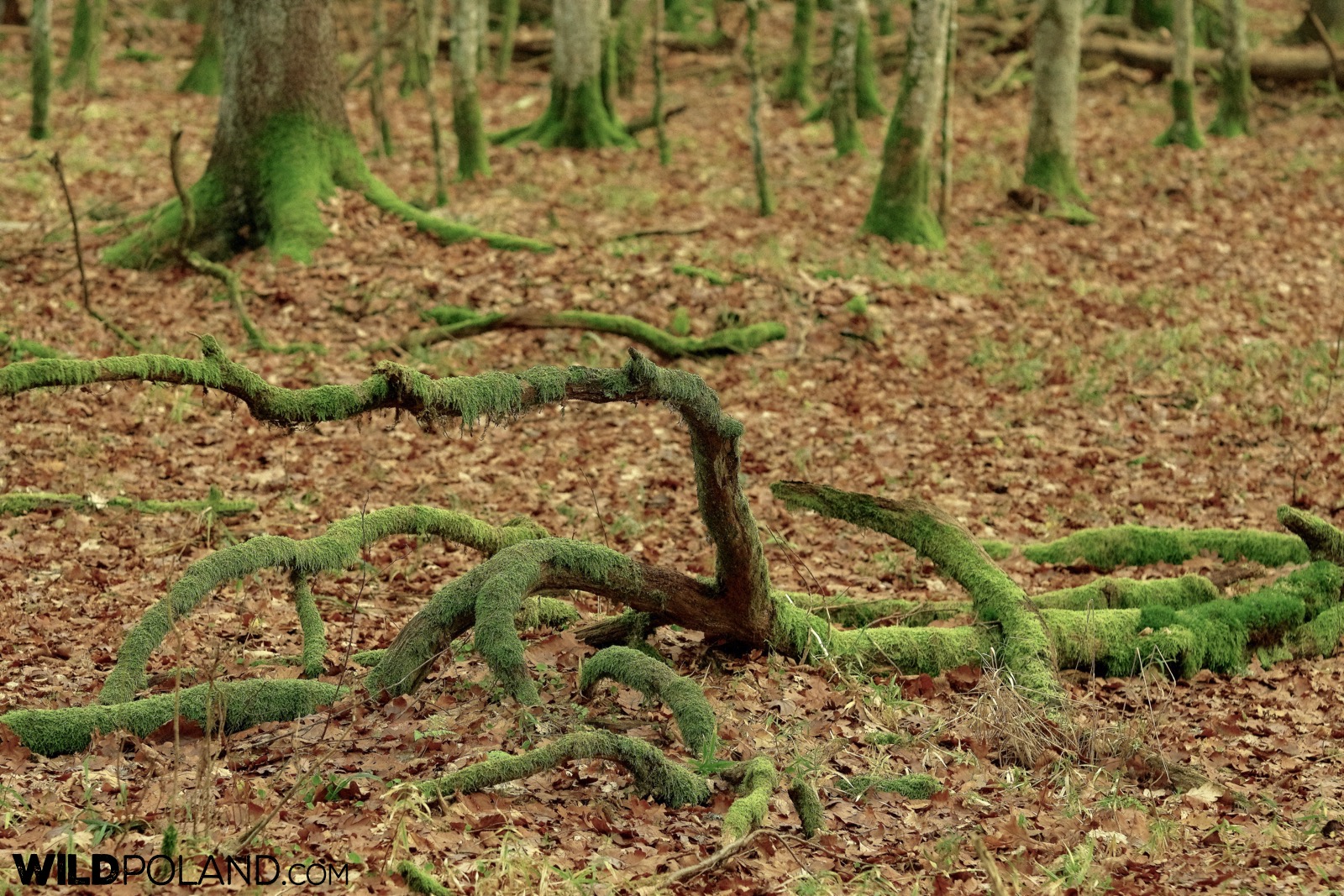 Inside the Strict Reserve in Białowieża National Park, photo by Andrzej Petryna