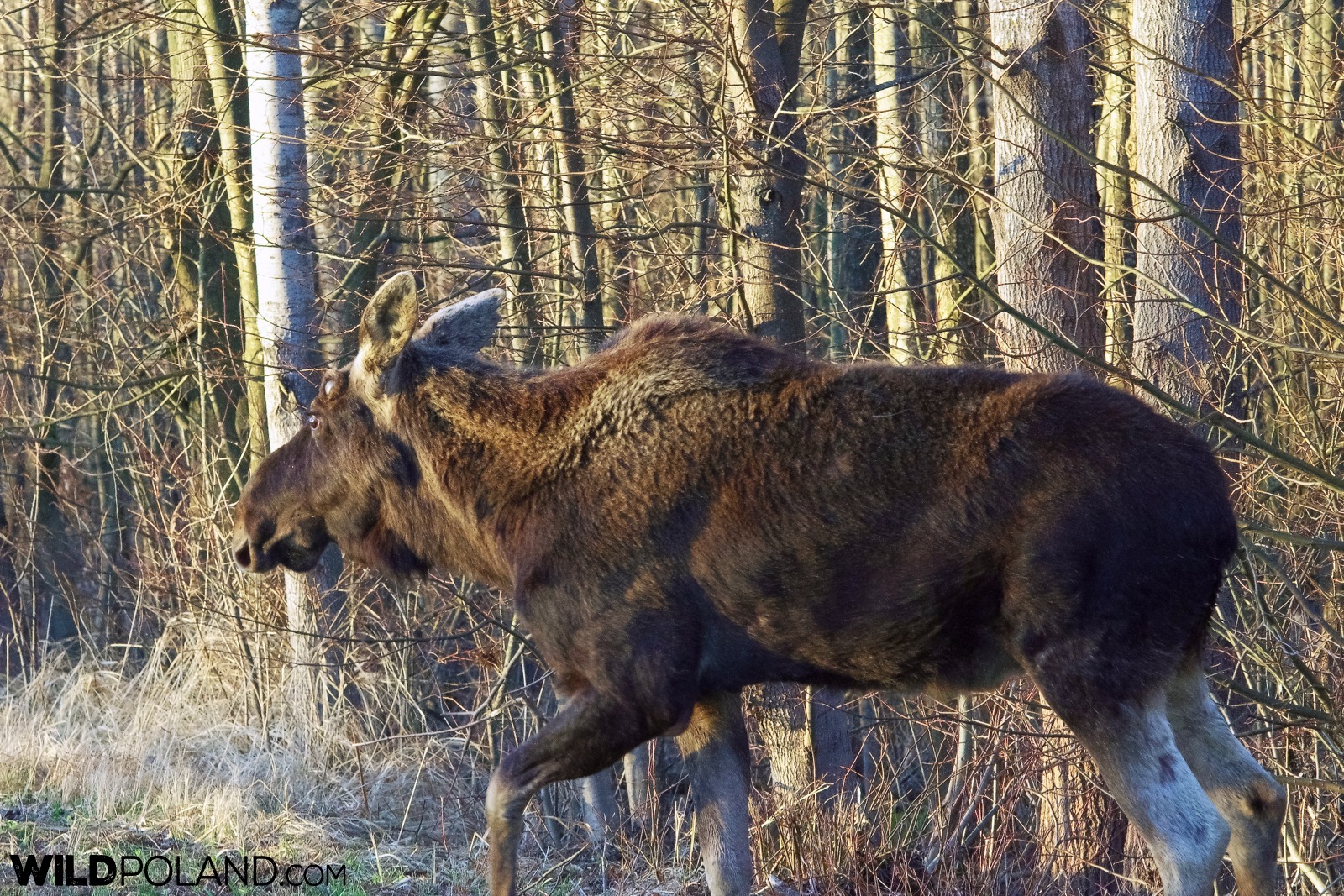 Elk (Moose) walking at the roadside at the Biebrza Marshes, photo by Andrzej Petryna