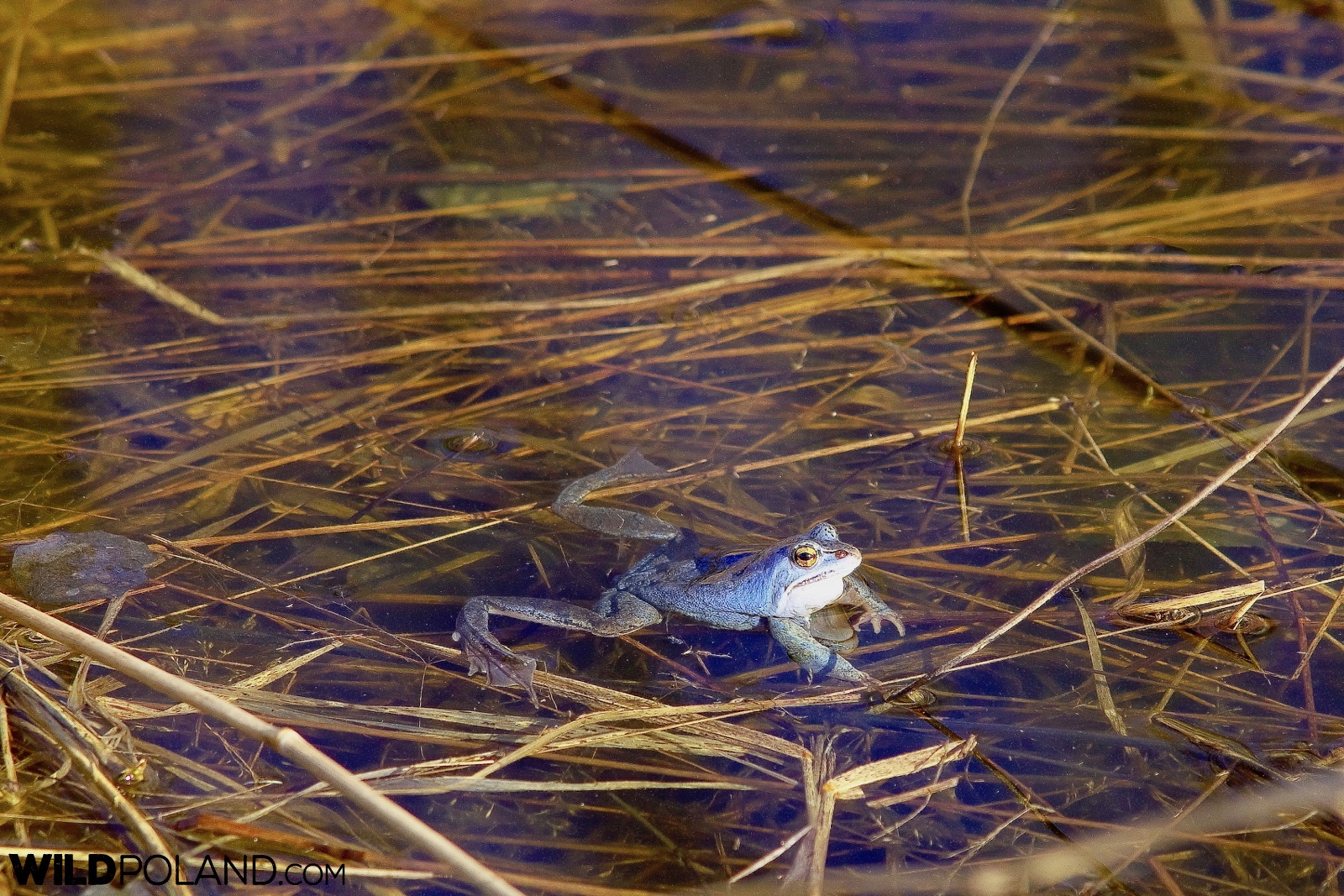 Male Moor Frog at mating season, photo by Andrzej Petryna