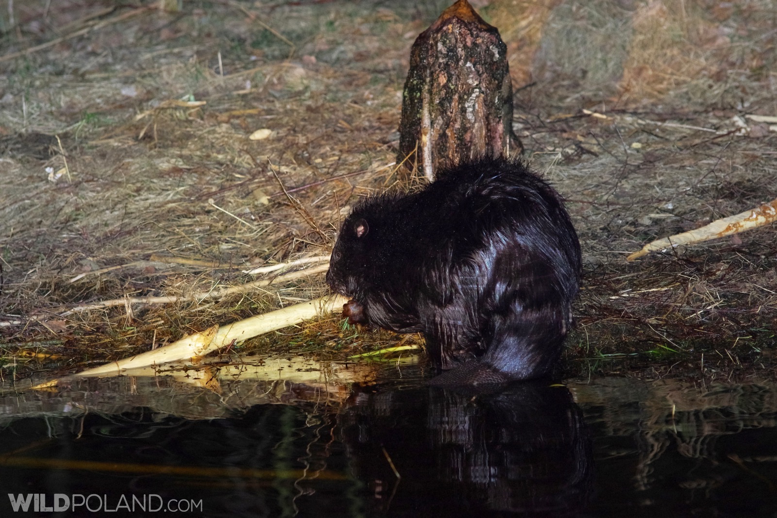 Beaver seen at close during the evening boat trip at the Biebrza Marshes, photo by Andrzej Petryna