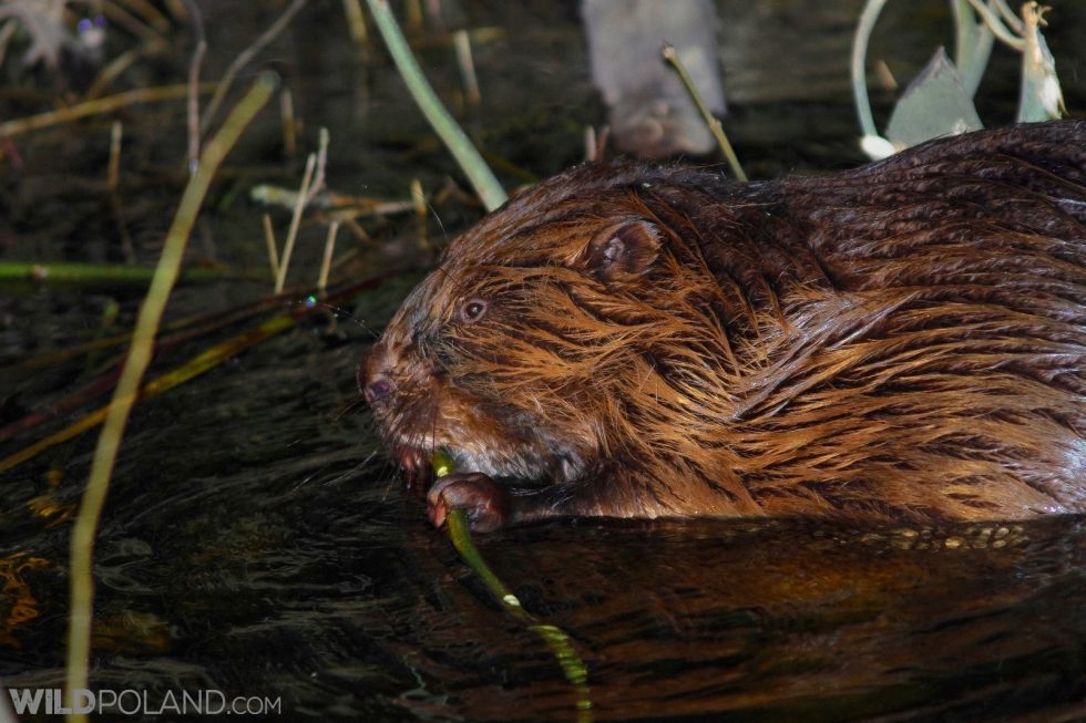 Beaver Seen At Close During The Evening Boat Trip At The Biebrza Marshes, Photo By Andrzej Petryna