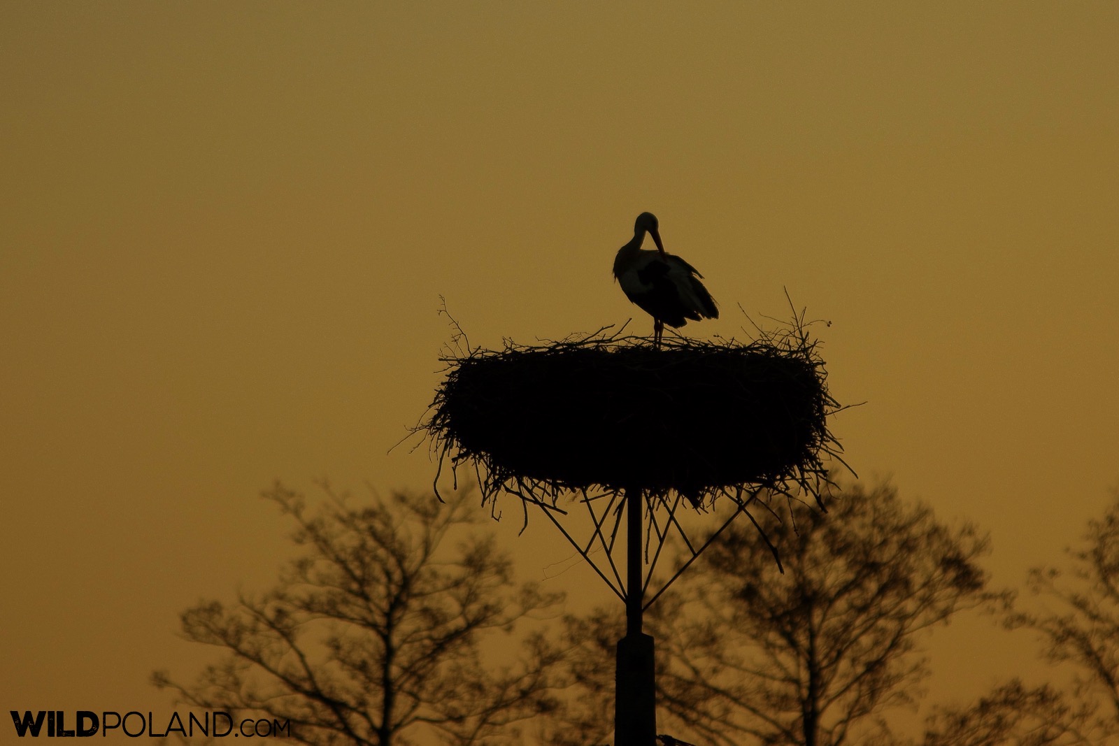 White stork at its nest against the first light of a rising sun, photo by Andrzej Petryna