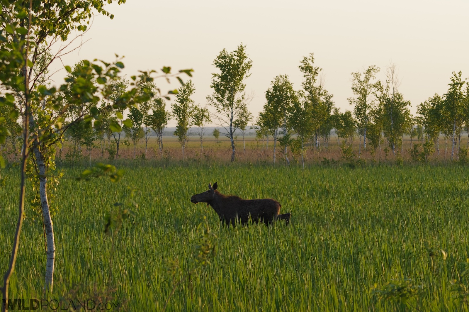 Elk (Moose) in the Biebrza Marshes