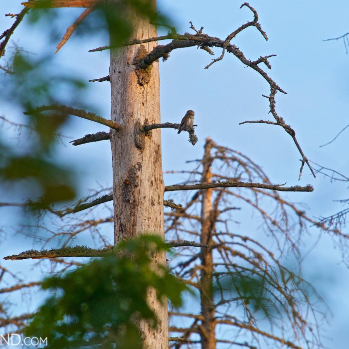 Pygmy Owl In The Białowieża Forest