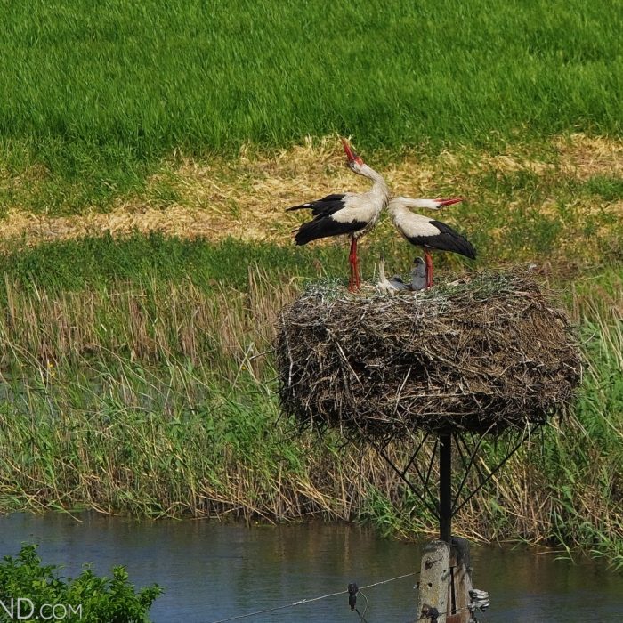 White Storks On Nest In The Biebrza Marshes