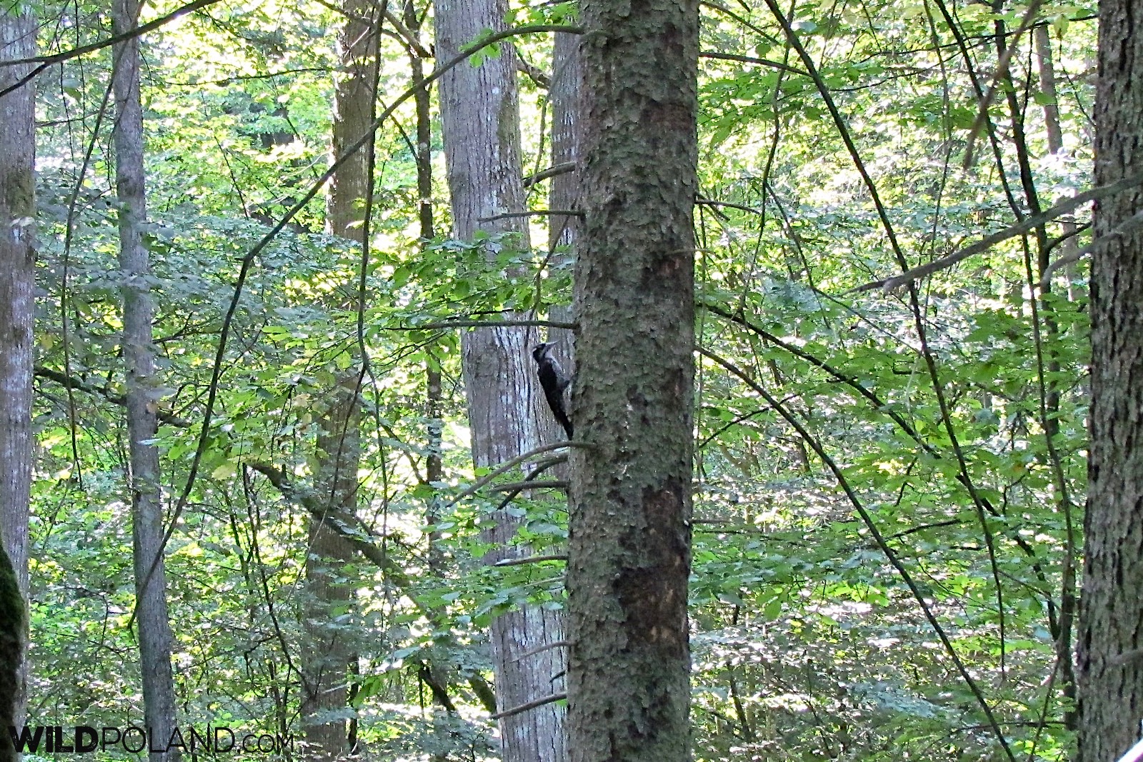 Three-toed Woodpecker in the Bialowieza Forest