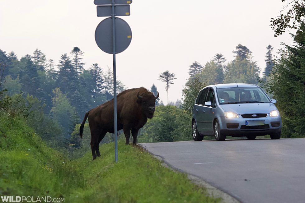 Watch Out For Bison On The Road While Driving In The Bieszczady Mts.