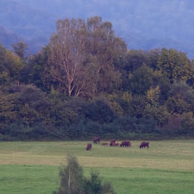 European Bison At Dusk In The Bieszczady Mts, Eastern Carpathians