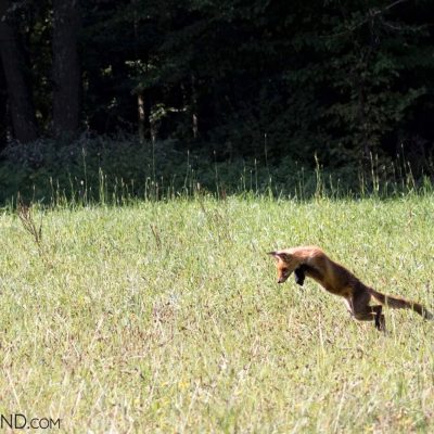 Red Fox In The Bialowieża Forest, Photo By Robert Farquharson