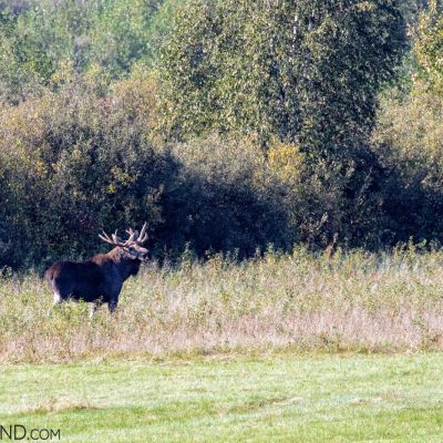 Elk (Moose) Bull In The Biebrza Marshes, Photo By Robert Farquharson