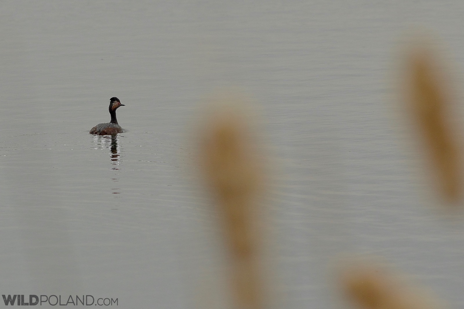 09-black-necked-grebe-dojlidy-fishponds-primeval-forest-marshes-guided-tour-april-wildpoland-photo-andrzej-petryna Black-necked grebe at Dojlidy Fishponds